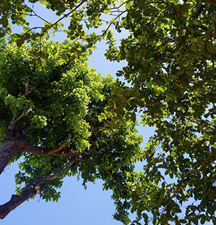 Monte Sião - Casa de Repouso