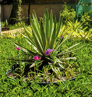 Monte Sião - Casa de Repouso